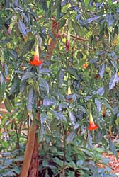 brugmansia sanguinea thumbnail graphic